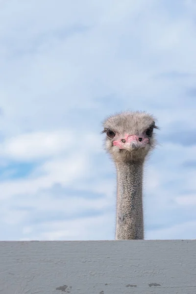 Struzzo Urlante Bocca Aperta Ritratto Focus Selettivo — Foto Stock