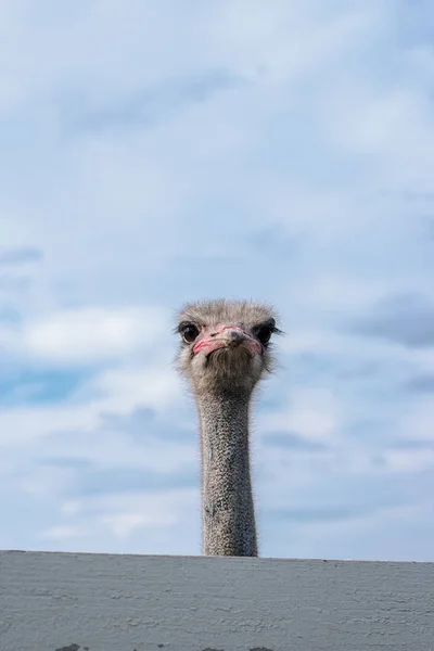 Struisvogel Met Een Open Mond Schreeuwen Portret Selectieve Aandacht — Stockfoto