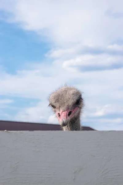 Struisvogel Met Een Open Mond Schreeuwen Portret Selectieve Aandacht — Stockfoto