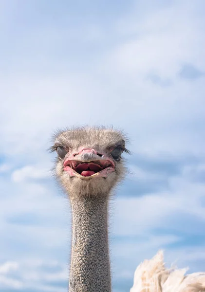 Ein Lustiger Strauß Blickt Auf Der Farm Außerhalb Des Zauns — Stockfoto