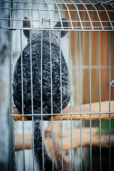 Chinchilla Cage Selective Focus — Stock Photo, Image