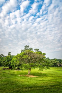 Güzel bir gökyüzü olan izole bir ağacın manzarası..