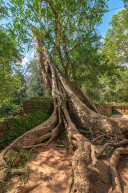Açık mavi gökyüzü olan ağaç kökü manzarası, Ta Prohm tapınağı kalıntıları, Angkor, Kamboçya.