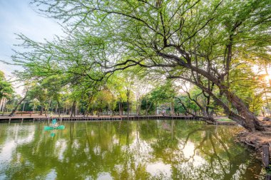Tayland 'ın Bangkok şehrinde gölü olan büyük bir ağacın güzel manzarası..