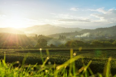 Chiang Rai, Tayland 'da bir çay çiftliği üzerine gün batımı manzarası..