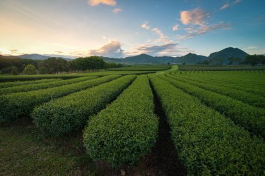 Chiang Rai, Tayland 'da güzel bir gökyüzü olan çay çiftliğinin güzel manzarası..