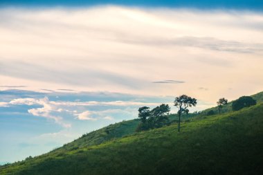 Cennetin manzarası, Tayland, Chiang Rai 'deki Pha Tang' da bulutlarla kaplı bir orman gibi..