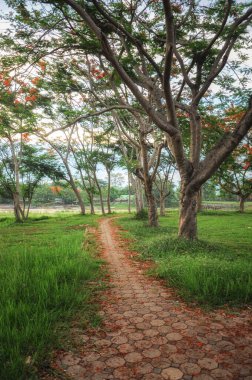Chiang Rai, Tayland 'daki parkta yürüyüş manzarası..