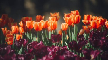 Baharda bahçede mor laleli turuncu lalelerin güzel manzarası.