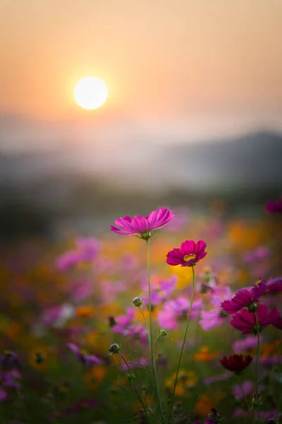 Chiang Rai, Tayland 'da gün batımında güzel bir kozmos çiçeğinin manzarası..