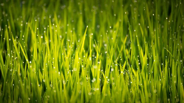 Beautiful View Dew Drop Rice Sprouts Morning — Stock Photo, Image