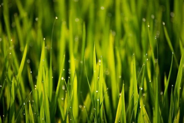 Beautiful View Dew Drop Rice Sprouts Morning Beautiful View Dew — Stock Photo, Image