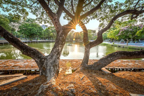 Beautiful view of a huge tree with lake in Bangkok city, Thailand.