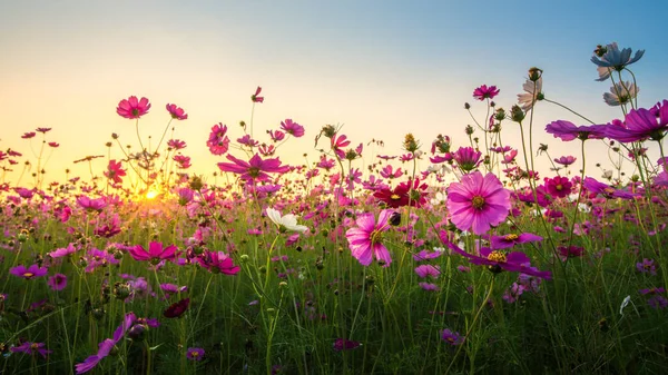 Chiang Rai, Tayland 'da gün batımında güzel bir kozmos çiçek tarlasının büyüleyici manzarası..