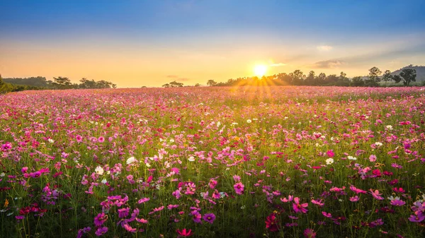 Amzing Scenery Beautiful Cosmos Flower Field Sunset Time Chiang Rai — Stock Photo, Image