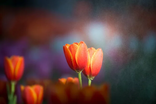 泰国清莱特写郁金香花的风景 — 图库照片