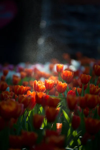 泰国清莱特写郁金香花的风景 — 图库照片