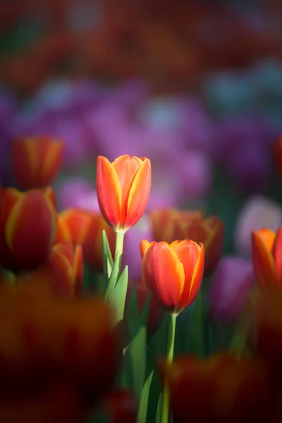 Paisaje Flor Tulipán Primer Plano Chiang Rai Tailandia —  Fotos de Stock