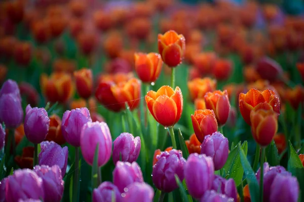 Scenery Close Tulip Flower Chiang Rai Thailand — Stock Photo, Image