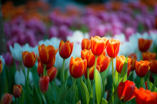 Scenery Close Tulip Flower Chiang Rai Thailand — Stock Photo, Image