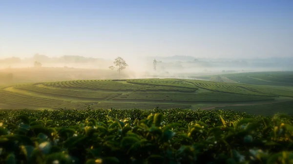 Die Landschaft Der Teeplantage Bei Sonnenaufgang Mit Dem Nebel Chiang — Stockfoto