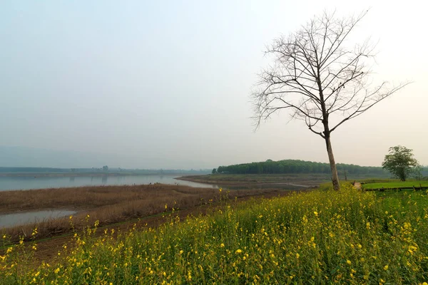 在泰国清莱的暮色天气里 在桑麻 Crotalaria Juncea 田中一棵孤零零的树的美丽景色 — 图库照片