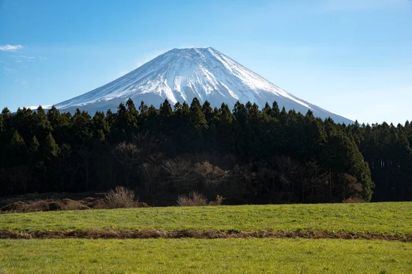 Hermosa Vista Del Monte Fuji Con Hermoso Primer Plano Pinos — Foto de Stock