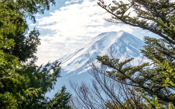 手前に松の木がある富士山の眺め — ストック写真