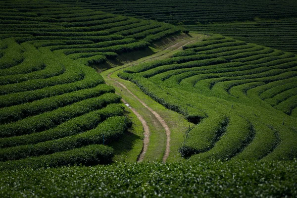 View Way Tea Ültetvény Chiang Rai Thaiföld — Stock Fotó