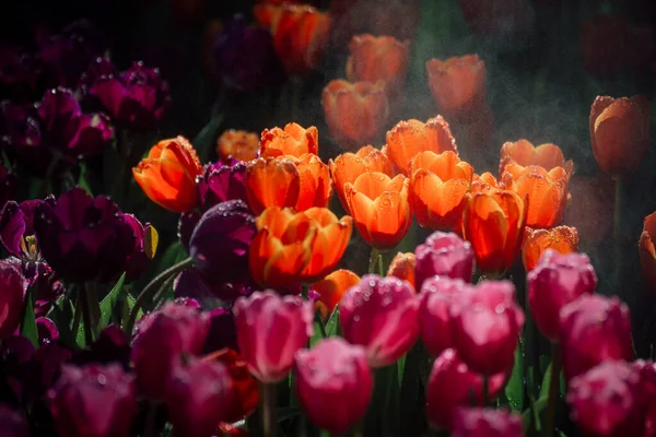 Piękny Widok Pomarańczowych Tulipanów Różowymi Tulipanami Pierwszym Planie Ogrodzie Wiosnę — Zdjęcie stockowe
