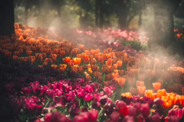 Gyönyörű Kilátás Tulipán Virág Mező Tavasszal Fény Ragyog Ködös — Stock Fotó