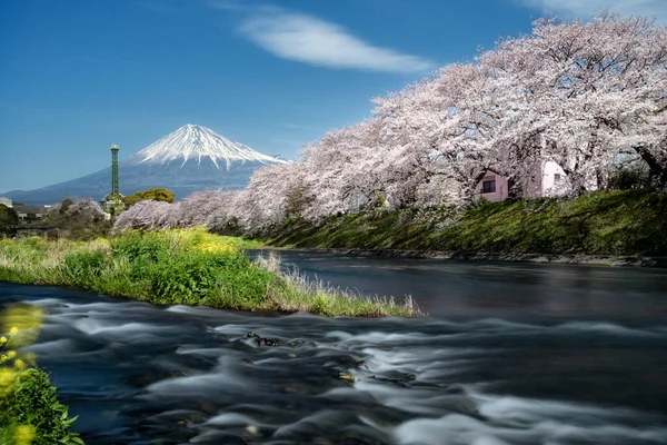 Japonya 'daki Urui nehrinin önünde pembe kiraz çiçekleri ile Fuji Dağı' nın güzel manzarası..