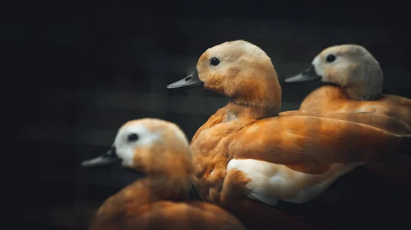 Bonito Pato Holandês Três Vermelho Ficar Juntos Olhando Mesma Direção — Fotografia de Stock