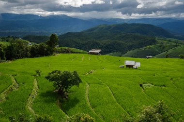 Mae Chaem, Chiang Mai, Tayland 'daki Bong Piang Ormanı' ndaki yeşil teraslı pirinç tarlasının güzel manzarası.