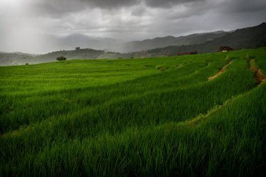 Mae Chaem, Chiang Mai, Tayland 'da yağmur mevsiminde Bong Piang ormanlarında yağmur yağarken yeşil teraslı pirinç tarlalarının ışık huzmeleri vardı..