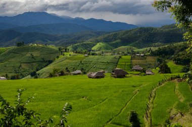 Mae Chaem, Chiang Mai, Tayland 'da Bong Piang orman köyünün yeşil teraslı pirinç tarlasının güzel manzarası.