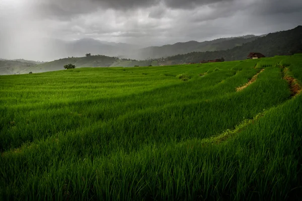 Die Wunderschöne Landschaft Des Grünen Reisterrassenfeldes Mit Lichtstrahlen Während Des — Stockfoto
