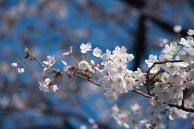 İlkbaharda kiraz çiçeği ya da sakura.