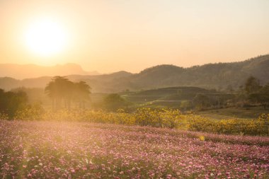 Günbatımında kozmosun çiçek tarlası manzarası Chiang Rai, Tayland 'da çay tarlasının arkasında..