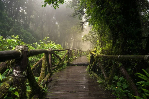 Krajobraz Drewnianej Trasy Ang Nature Trail Mgłą Deszczu Prowincji Chiang — Zdjęcie stockowe