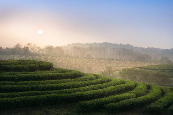 Пейзаж Чайной Плантации Утром Чианграе Таиланд — стоковое фото