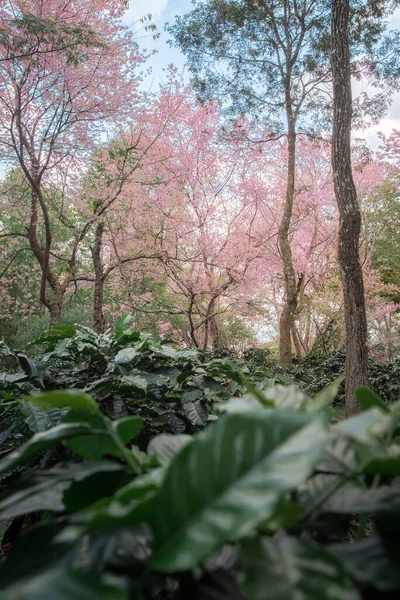 Krajobrazy Pięknego Różowego Kwiatu Wiśni Plantacji Kawy Chiang Rai Tajlandia — Zdjęcie stockowe