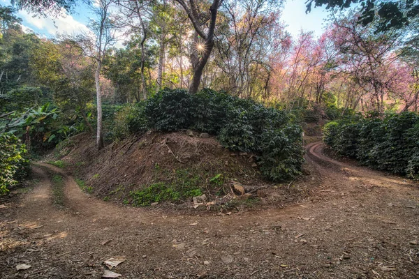 Paisaje Ruta Curva Doi Chang Que Montón Flor Cerezo Rosa —  Fotos de Stock