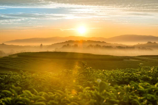 Die Landschaft Des Morgendlichen Sonnenaufgangs Über Einer Teeplantage Mit Einem — Stockfoto