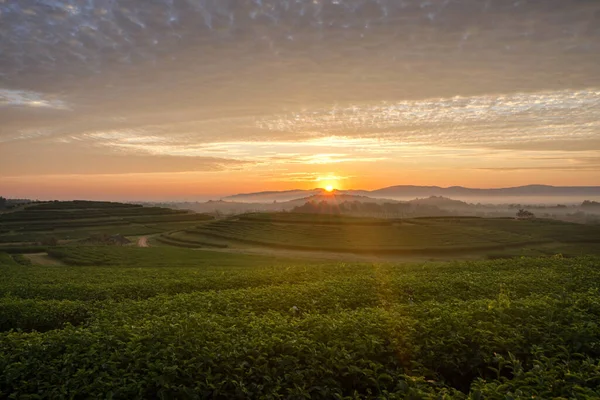 Сцена Чайной Плантации Утром Красивым Светлым Небом Чианграе Таиланд — стоковое фото