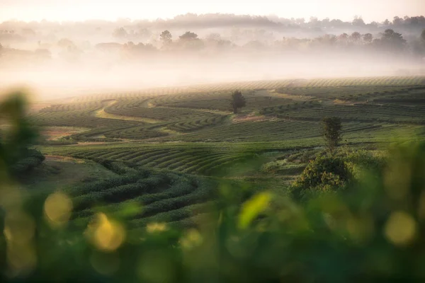 Die Landschaft Der Teeplantage Frischen Morgen Mit Einem Schönen Nebelmeer — Stockfoto