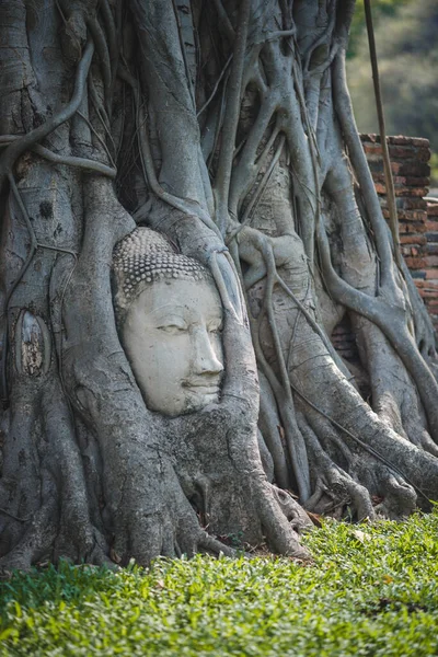 Head Buddha Root Pipal Tree Wat Mahathat Temple Ayutthaya Province — Stock Photo, Image