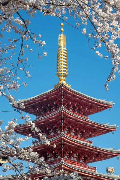 Japonya, Tokyo 'da çiçek açan sakura ile Sensoji ya da Asakusa tapınağındaki kırmızı pagoda manzarası.