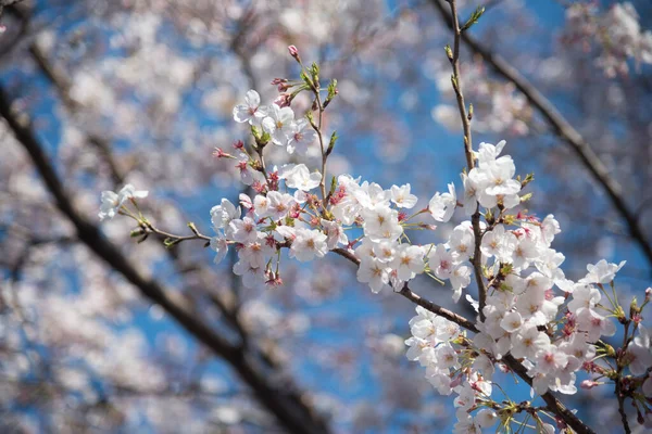 İlkbaharda kiraz çiçeği ya da sakura.