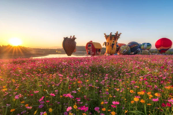 Kozmos çiçek tarlasında sabah güneşinin doğuşu. Tayland, Chiang Rai 'deki göl kenarında bir sürü sıcak hava balonu..
